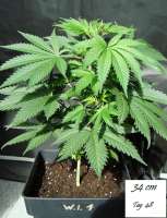 White Island archive 2