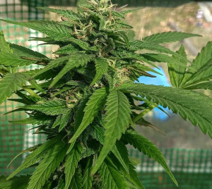 Kandahar Kreeper archive 0