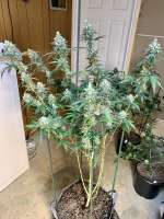 T'lene Kween archive 1