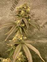 T'lene Kween archive 0