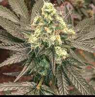 T'lene Kween archive 2