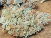 An image of Berry White IX