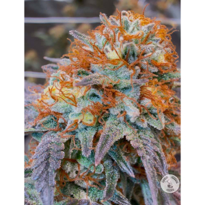 HeartBreaker F2 archive 4