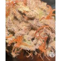 HeartBreaker F2 archive 2