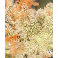 HeartBreaker F2 archive 3