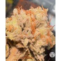 HeartBreaker F2 archive 1