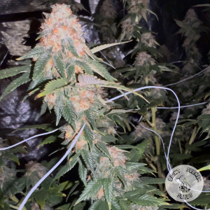 Heart Shot archive 2