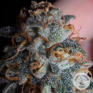 Heart Shot archive 1