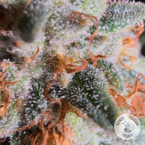 Heart Shot archive 3