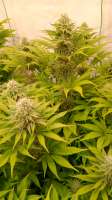 An image of Afghan Skunk