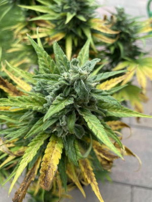 An image of Auto Amnesia