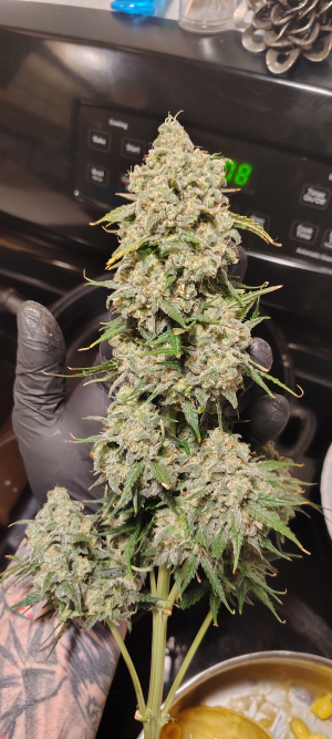 An image of Auto Mimosa