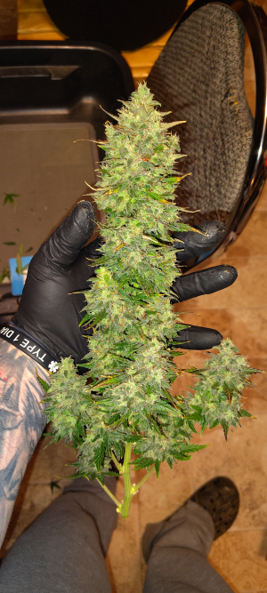 An image of Auto Mimosa