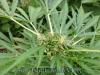 Auto Purple Kush archive 2