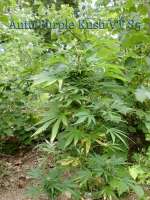 Auto Purple Kush archive 1