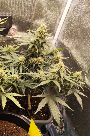 Auto Purple Kush archive 4