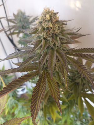 Big Bud: strain page photo, credit seedfinder.eu, copyright status shown with credit copyright unverified