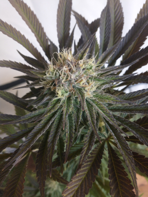 An image of Girl Scout Cookies