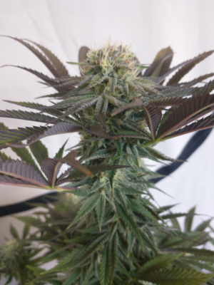 An image of Girl Scout Cookies