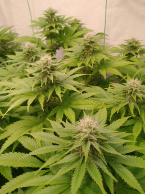 An image of Gorilla Glue #4