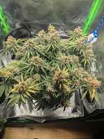 Tropicanna Cookies: strain page photo, credit seedfinder.eu, copyright status shown with credit copyright unverified