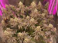 Ice Cream Sundae archive 0