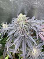 Pink Lemonade: strain page photo, credit seedfinder.eu, copyright status shown with credit copyright unverified
