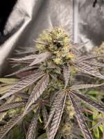 Pink Lemonade: strain page photo, credit seedfinder.eu, copyright status shown with credit copyright unverified