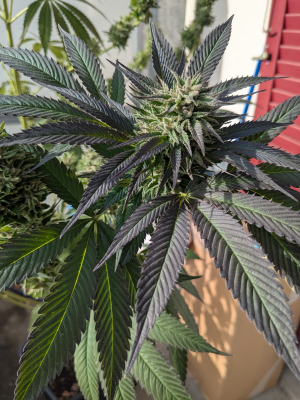 An image of Sugar Daddy Cookies