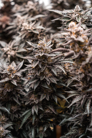 Flamin Cheetoz archive 1