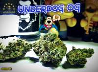 Underdog OG archive 3