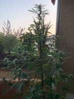 The Alchemist archive 2