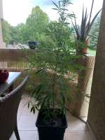 The Alchemist archive 1