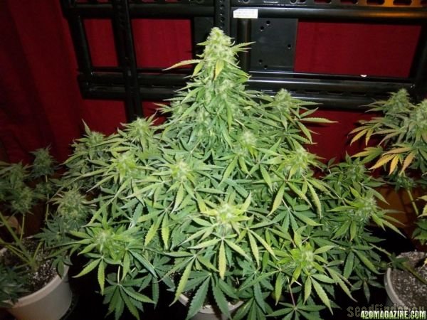 Automatic AK47 x New York City Diesel