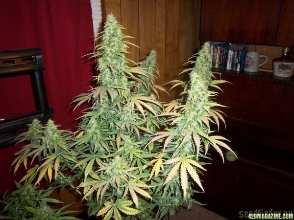 Automatic AK47 x New York City Diesel