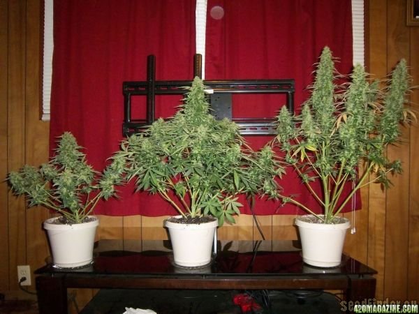 Automatic AK47 x New York City Diesel