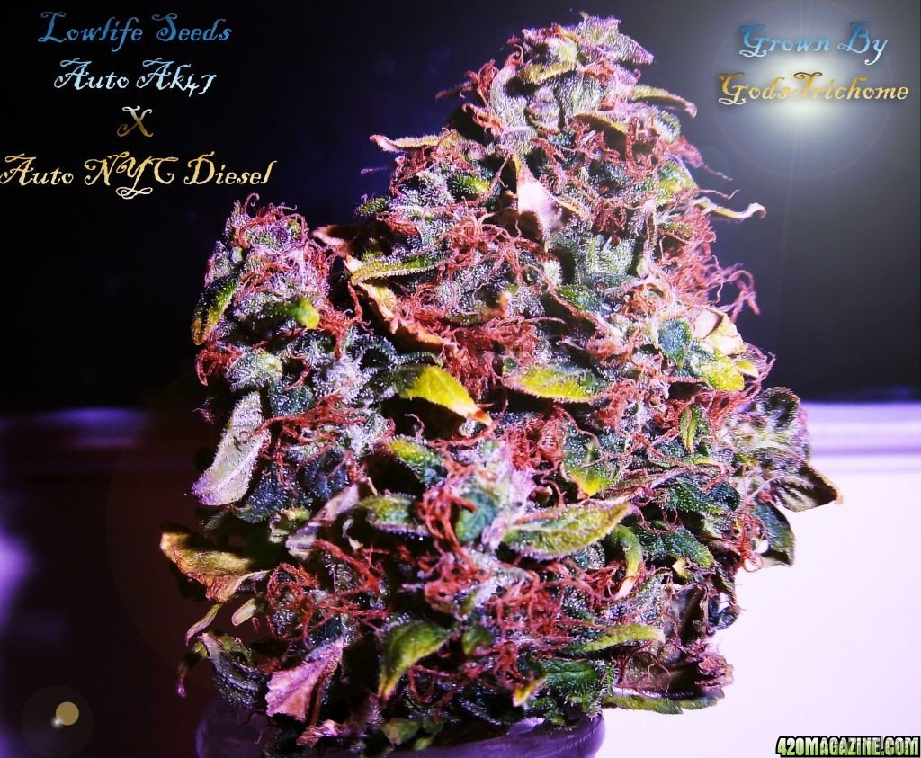 Automatic AK47 x New York City Diesel
