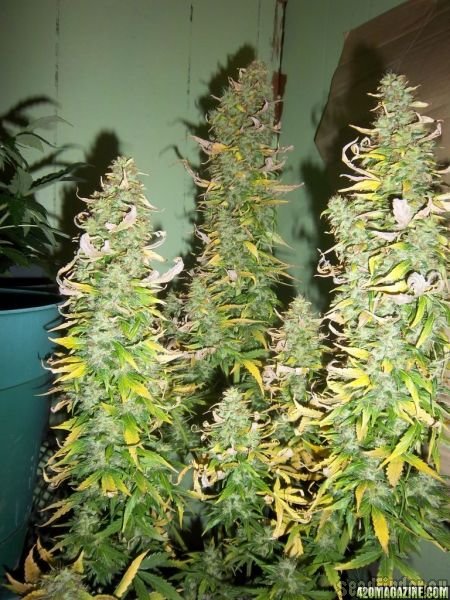 Automatic AK47 x New York City Diesel