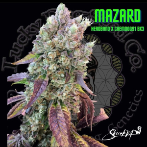 An image of Mazard