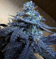 Afternoon Delights archive 1