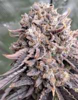 An image of Krypton OG
