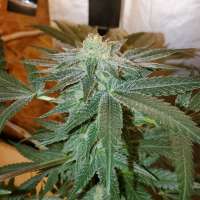 Well Rounded Breakfast archive 1