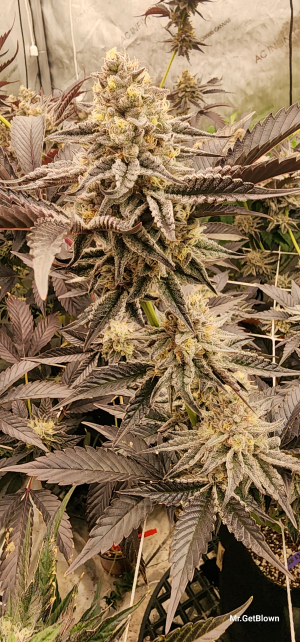 An image of Krumbz