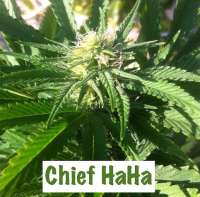 An image of Chief HAHA