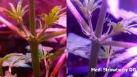 An image of Medi Strawberry OG