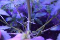 An image of Medi Strawberry OG