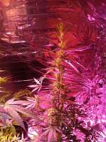 An image of Medi Strawberry OG
