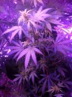 An image of Medi Strawberry OG