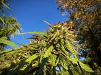 An image of MadMac's Outdoor Haze