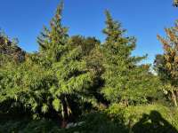 An image of MadMac's Outdoor Haze